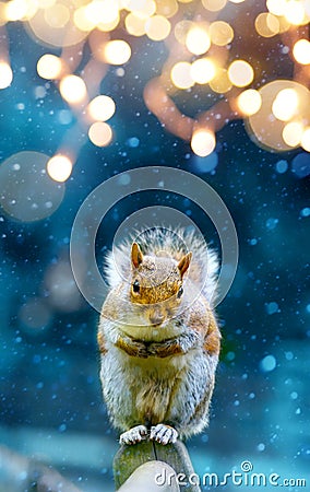 Christmas banner background; cute squirrel in winter garden Stock Photo