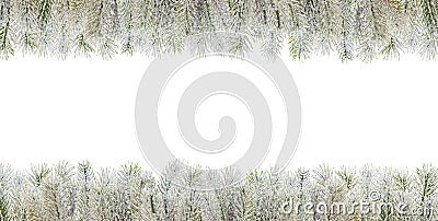 Christmas banner background with green winter fir branch isolated Stock Photo