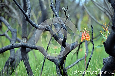 Christmas bells growing in regenerating heath after bushfire Stock Photo