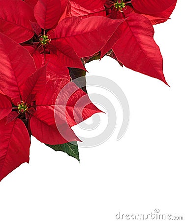 Christmas border with three red poinsettia flower in corner. Stock Photo