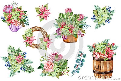 Christmas bouquets arranged from red poinsettia flowers, fir branch, agonis, seeded eucalyptus, emerald parvifolia. Cartoon Illustration