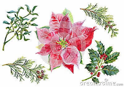 Christmas branch set mistletoe, arborvitae and poinsettia. Watercolor. Stock Photo