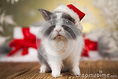 Christmas bunny, santa baby red hat Stock Photo