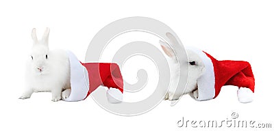 Christmas bunny set. A white funny rabbit comes out of a Santa Claus hat. Domestic rabbit in a Christmas Santa hat isolated on a Stock Photo