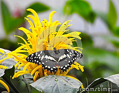 Christmas butterfly papilio demodocus on yellow flower Stock Photo