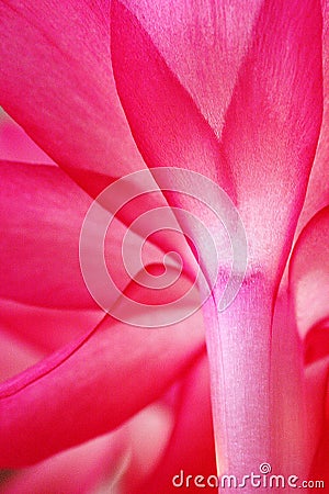 Christmas Cactus Stock Photo