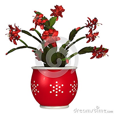 Christmas Cactus Stock Photo