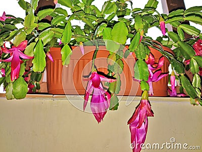 Christmas cactus flowering in a pot - Schlumbergera gaertneri Stock Photo