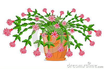 Christmas cactus vector Vector Illustration