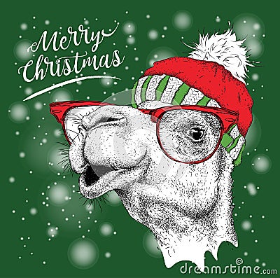 Christmas card with camel in winter hat. Merry Christmas lettering design. Vector Illustration