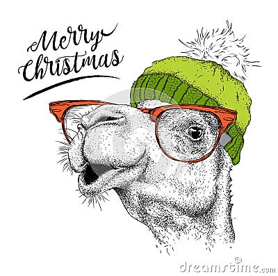 Christmas card with camel in winter hat. Merry Christmas lettering design. Vector illustration Vector Illustration