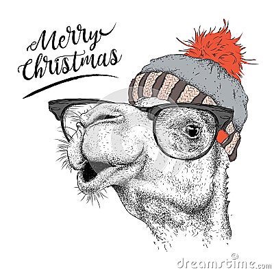 Christmas card with camel in winter hat. Merry Christmas lettering design. Vector illustration Vector Illustration