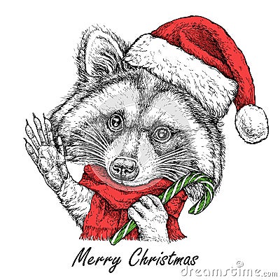 Christmas card with cute Raccoon portrait in red Santa`s hat and scarf. Vector illustration Vector Illustration