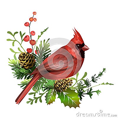 Christmas cardinal bird greeting card. Red cardinal sitting on pine branch with cones, misrletoe leaves and red berries Vector Illustration