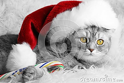 Christmas cat Stock Photo