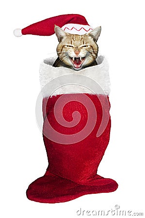 Christmas cat Stock Photo