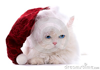 Christmas cat Stock Photo