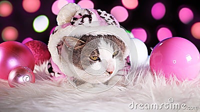 Christmas cat animal xmas animals cats cute pink decor Stock Photo