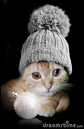 Christmas cat card Stock Photo
