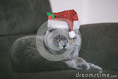 Christmas cat in the christmas hat Stock Photo