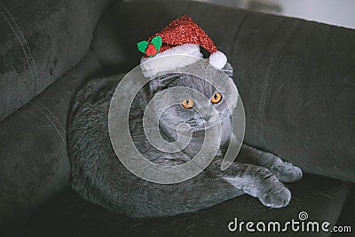 Christmas cat in the christmas hat Stock Photo