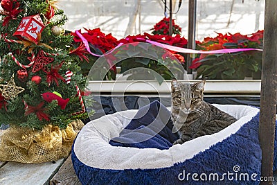 Christmas cat in poinsettia greenhouse. Stock Photo