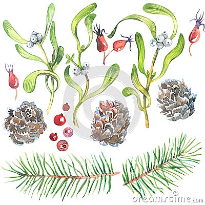 Christmas watercolor set with Mistletoe, Spruce branches, cone, and Fir Sprigs with berries isolated on white background Cartoon Illustration