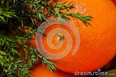 Christmas concept - one tangerine close shots and branch of pine tree Stock Photo