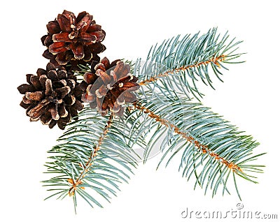 Christmas cone with fir branch Stock Photo