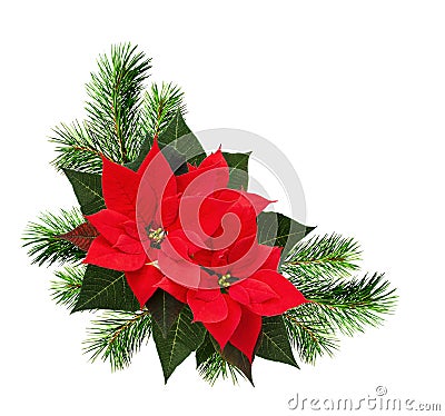 Christmas corner arrangement with pine twigs and poinsettia flow Stock Photo