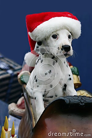 Christmas dalmatian puppy wearing santa's hat Stock Photo