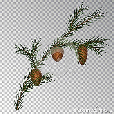 Christmas decorations with fir tree and pine cones. Vector illustration. Abstract illustration Eps10 Vector Illustration