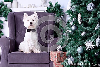 Christmas Dog as symbol of new year Stock Photo