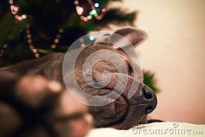 Christmas dog deer liying and sleeping Stock Photo