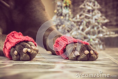 Christmas dog liying paws Stock Photo