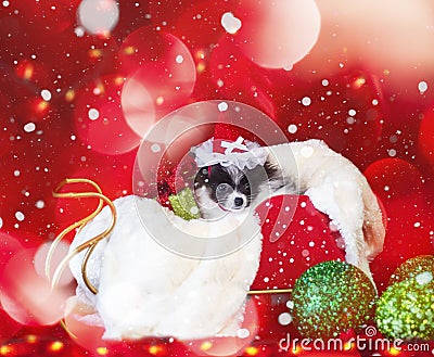 Christmas Dog, Puppy in Santa Hat with bokeh background Stock Photo