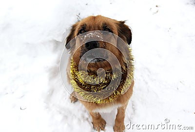 Christmas Dog on the snow wearing garland Stock Photo