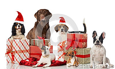 Christmas dogs Stock Photo