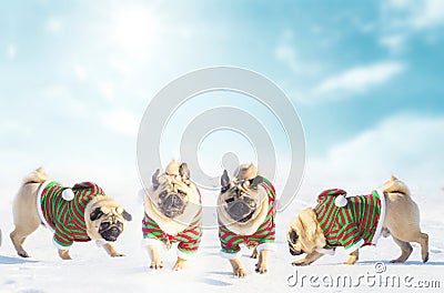 Christmas dogs wear uniform elf. Group pugs over winter background. Copy space Stock Photo