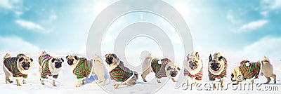 Christmas dogs wear uniform elf. Group pugs over winter background. Copy space Stock Photo