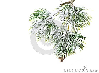 Christmas evergreen spruce tree Stock Photo