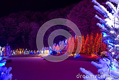 Christmas fantasy - chrismas trees in lights Stock Photo