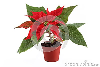 Christmas Flower Stock Photo