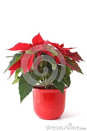 Christmas Flower Stock Photo