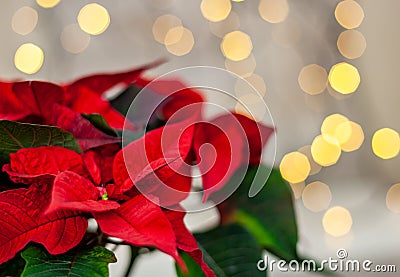 Christmas flower Poinsettia on defocused lights background Stock Photo