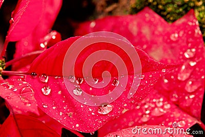 Christmas flower or poinsettia with droplet after the rain, Close up red leaves floral in the garden Stock Photo