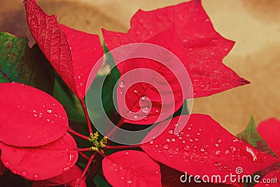 Christmas flower or poinsettia with droplet after the rain, Close up red leaves floral in the garden Stock Photo