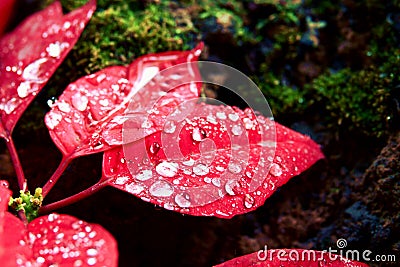 Christmas flower or poinsettia with droplet after the rain, Close up red leaves floral in the garden Stock Photo