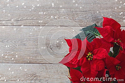 Christmas flower poinsettia over wooden background Stock Photo