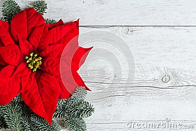 Christmas flower Poinsettia Stock Photo